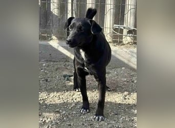 ⭐️RANA⭐️, vorsichtige Hündin, 4,5 Jahre, 38 cm, Mischling, Tierschutz Rumänien