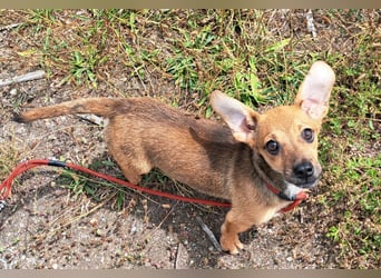 Kleine Lumi kann bald in Hessen besucht werden