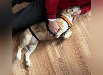 DAISY, Super-Omi, 10 Jahre, 36 cm, Beagle-Mix, Tierschutz, Pflegestelle Leipzig