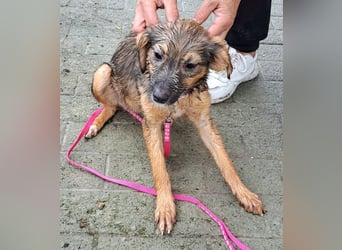 Junghündin Kylo 38cm, möchte Rumänien ganz schnell verlassen