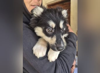 Welpenhündin Freggle schleicht sich in DEIN Herz