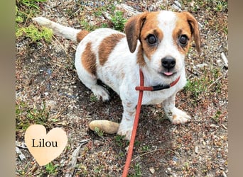 Die kleine Lilou kann bald in Hessen besucht werden
