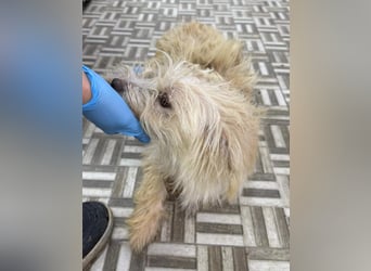 ⭐️LILO⭐️, Hündin, 2 Jahre, 30 cm, Mischling, Tierschutz