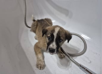 Welpenrüde 273769 stellt sich vor