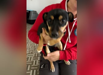 ⭐️ Veleda⭐️, kleine Herzensdame, Hündin, 1,5 Jahre, 30 cm, Mischling, Tierschutz