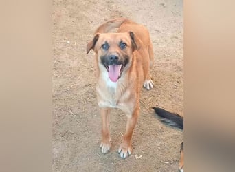 ⭐️OLLI⭐️, lustiger Hundejunge, 1 Jahr, 36 cm, Mischling, Tierschutz