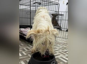 ⭐️STITCH⭐️, Hündin, 1,5 Jahre, 35 cm, Mischling, Tierschutz