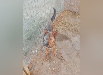 ⭐️ Alexa⭐️, liebevolles Hundekind, 10 Monate, 36 cm, Mischling, Tierschutz