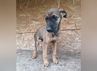 Seppl Tierschutzhund sucht ein Zuhause