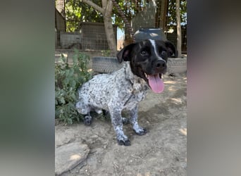 Rocky sucht sein Für Immer Zuhause