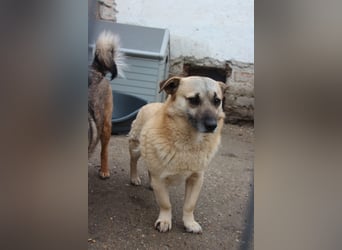 TONI, verschmustes Notfellchen, 3 Jahre, 29 cm, Mischling, Tierschutz Rumänien