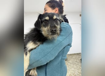 ⭐️Tahia⭐️, kleine Zottel-Maus Hündin, 2 Jahre, 30 cm, Mischling, Tierschutz