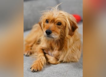 BILLY, freundlicher Findling, 5 Jahre, 34 cm, Terrier-Mix, Tierschutz Rumänien