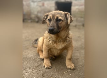 ⭐️Phaja⭐️, reizendes Mini-Mädchen, Welpe, 8 Monate, 31 cm, Mischling, Tierschutz
