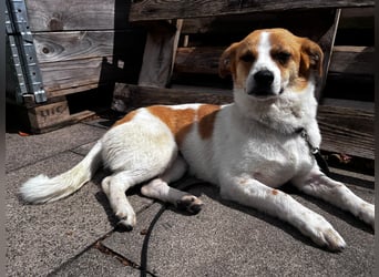 SOPHIA, lustiges Mischlingsmädchen, 1 Jahr, 33 cm, Pflegestelle Düsseldorf, Tierschutz Rumänien