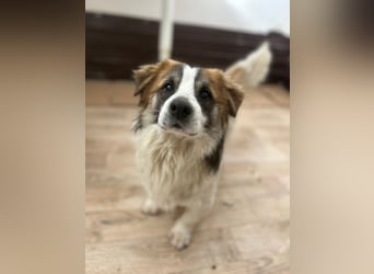 ⭐️TOC⭐️, süßer, kleiner Kerl, Rüde, 2 Jahre, 35 cm, Mischling, Tierschutz