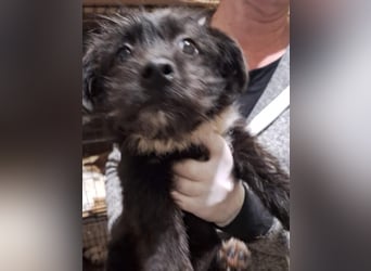 ⭐️WICKIE⭐️, Rüde, 3 Monate, 25 cm, Mischling, Tierschutz