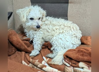 Der kleine Fizz sucht ein liebevolles Zuhause
