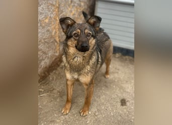 ⭐️PANY⭐️, Hündin, 1,5 Jahre, 37 cm, Mischling, Tierschutz