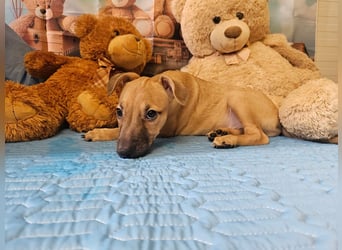 kleine Maus Fura sucht ihr Glück