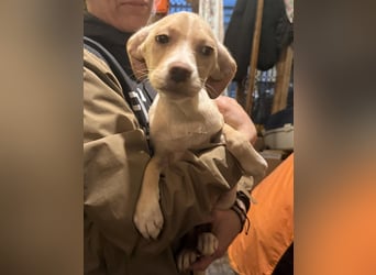 IBIZA, entdeckungsfreudige Welpin, fast 3 Monate, 32 cm, Mischling, Tierschutz Rumänien