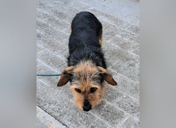 Xella - kleine Herzenshündin mit großem Charme sucht ihr Glück