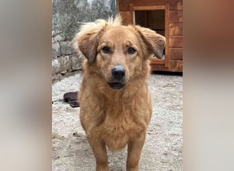 ⭐️DIXY⭐️, Hündin, 3 Jahre, 40 cm, Mischling, Tierschutz