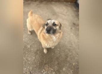TONI, kleiner Kämpfer, 3 Jahre, 29 cm, Mischling, Tierschutz Rumänien