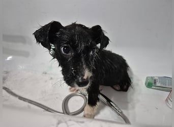 Welpenmädchen 273761 - kannst DU ihr ein Körbchen geben?