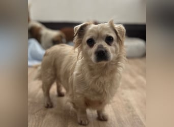 ⭐️TIC⭐️, unkomplizierte Hundemaus, 2 Jahre, 30 cm, Mischling, Tierschutz