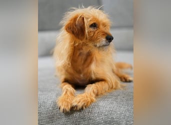 BILLY, freundlicher Findling, 5 Jahre, 34 cm, Terrier-Mix, Tierschutz Rumänien