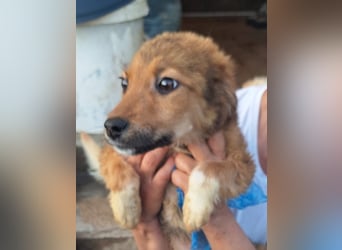 ⭐️SUNNY⭐️, kleiner Sonnenschein, Rüde,  Welpe, 5 Monate, 30 cm, Mischling, Tierschutz
