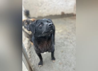 ⭐️YANO⭐️, bezaubernder Hundejunge, 1 Jahr, 37 cm, Mischling, Tierschutz Rumänien