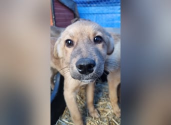 ⭐️ARMANI⭐️, Rüde, 8 Monate, 25 cm, Mischling, Tierschutz