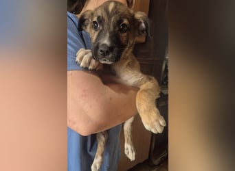 Welpenrüde 273743 möchte gerne die Welt erobern - Vielleicht mit DIR?