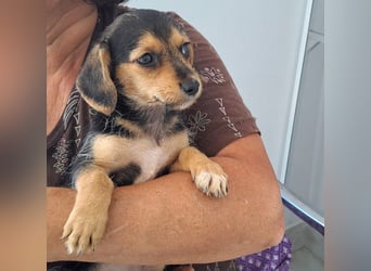 Kleine Yvette sucht ihr großes Glück und kann bald auf Pflegestelle kennengelernt werden