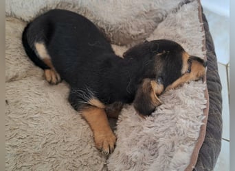 Kleine Yvette sucht ihr großes Glück