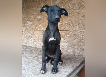 Suki Tierschutzhund sucht  ein Zuhause