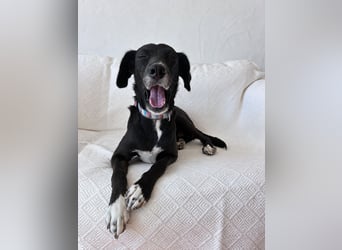 Zauberhafte Sophie wartet in Portugal auf unserem Tierschutzhof!