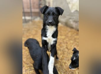 SCHNUCKI, lebensfrohe kleine Entdeckerin, Hündin, 6 Monate, 36 cm, Mischling, Tierschutz