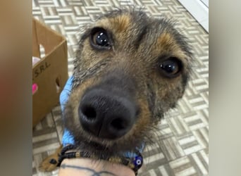 ⭐️ Alexa⭐️, liebevolles Hundekind, 10 Monate, 36 cm, Mischling, Tierschutz