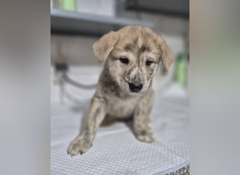 Welpenrüde Dooley sucht sein neues Zuhause