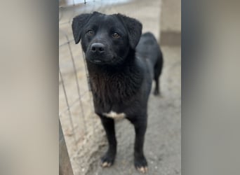 ⭐️YANO⭐️, bezaubernder Hundejunge, 1 Jahr, 37 cm, Mischling, Tierschutz Rumänien