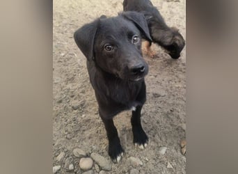 ⭐️YANO⭐️, bezaubernder Hundejunge, 1 Jahr, 37 cm, Mischling, Tierschutz Rumänien