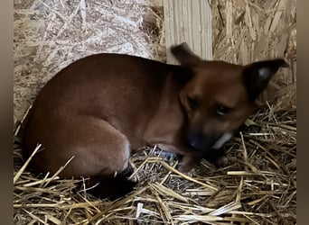 ⭐️Gin⭐️, niedlicher Mini, Rüde, 3 Jahre, 29 cm, Mischling, Tierschutz