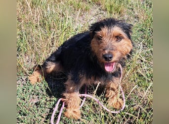 Bubu - kleiner Terrier-Mix mit großem Herzen sucht sein Zuhause