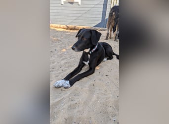 Zauberhafte Sophie wartet in Portugal auf unserem Tierschutzhof!