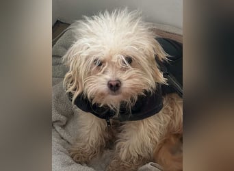 ⭐️SMARTIE⭐️, Rüde, 1,5 Jahre, 30 cm, Mischling, Tierschutz, auf Pflegestelle in DE