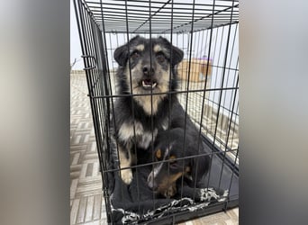 ⭐️Tahia⭐️, kleine Zottel-Maus Hündin, 2 Jahre, 30 cm, Mischling, Tierschutz