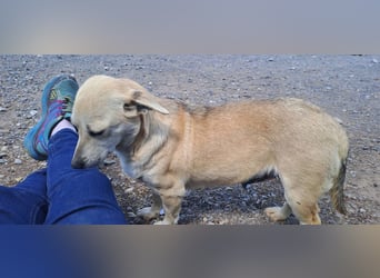 neues Album Delia - bald auf Pflegestelle in 52355 Düren